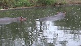 Nijlpaarden 3 00065