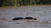 In het diepe water moeten de hippo's zwemmen DSC00112