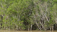 Mangrovebossen DSC00123