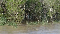 Een kijkje door het mangrovebos DSC00158