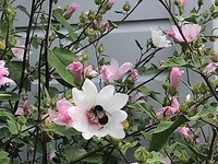 Mooie bloemen