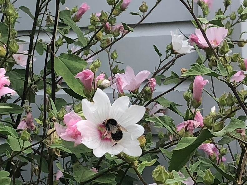 Mooie bloemen