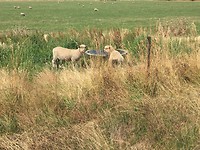 Hebben ze hier schapen??