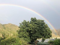 Regenboog