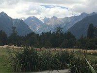 Fox Glacier