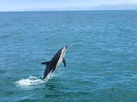 Show in de oceaan
