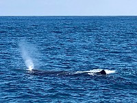 De walvis