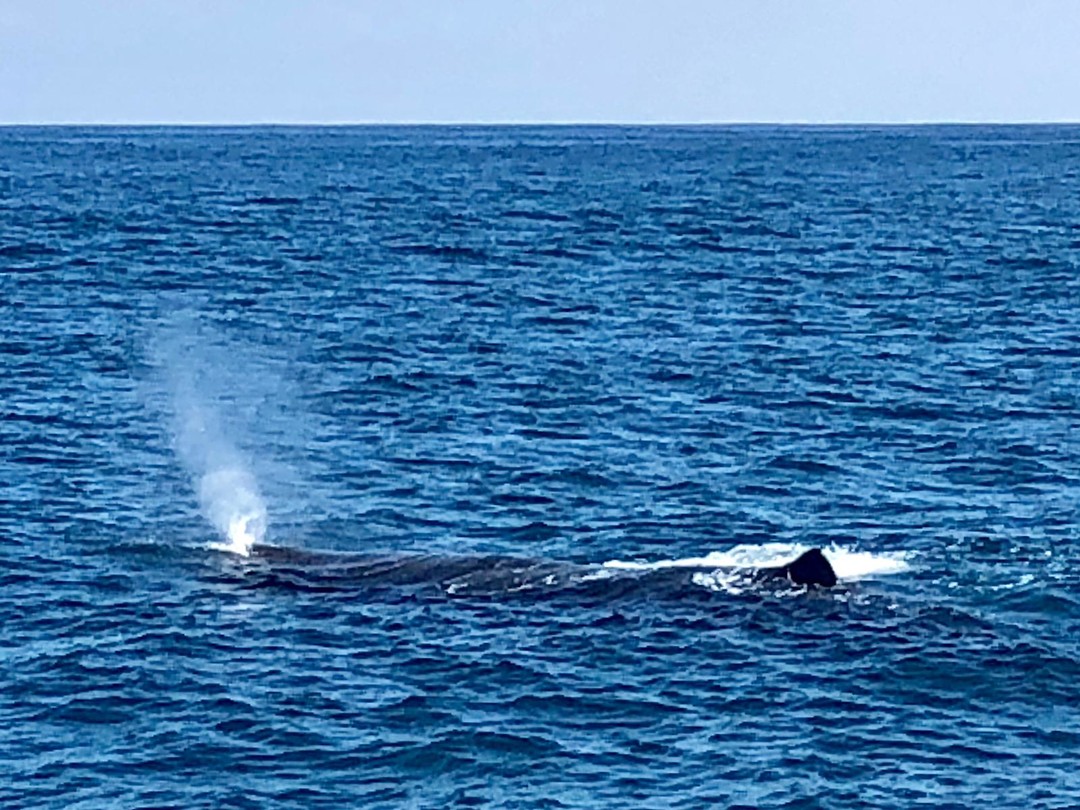 De walvis