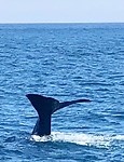 De walvis zwaaide ons uit