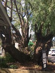 The pepper tree!