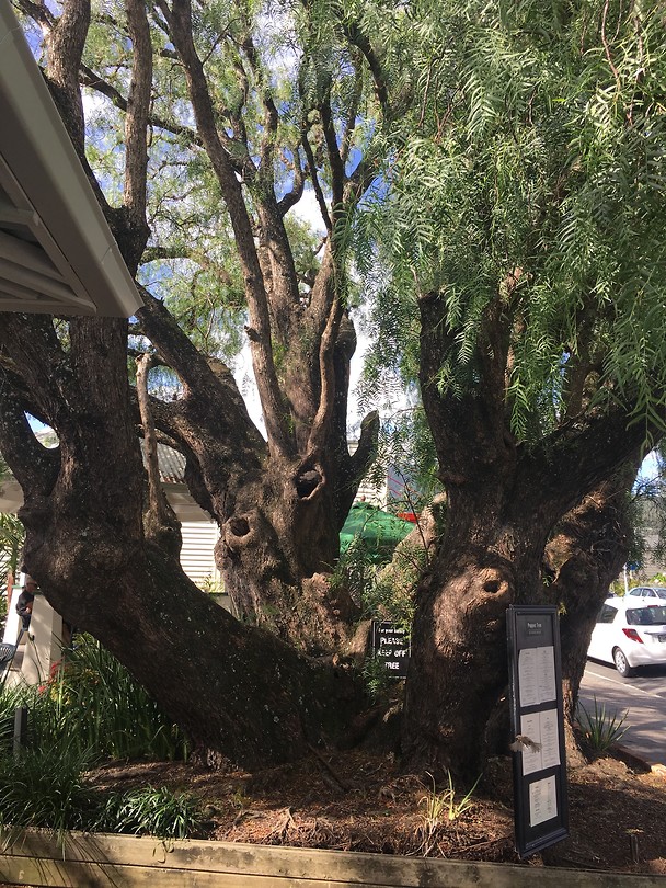 The pepper tree!
