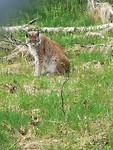 Lynx. Polar Park.