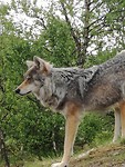 Wolf. Polar Park.