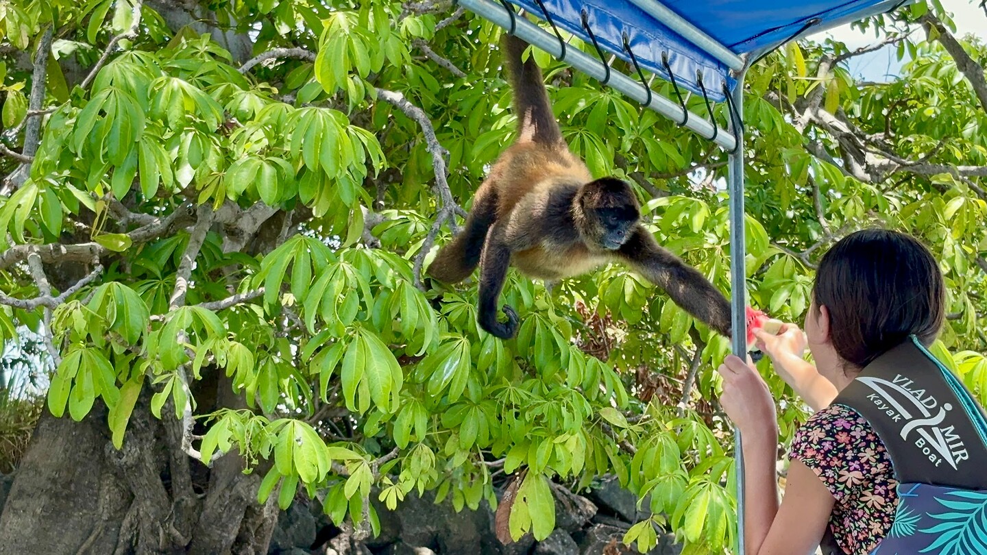 Monito