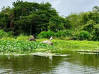 Vogels/aves