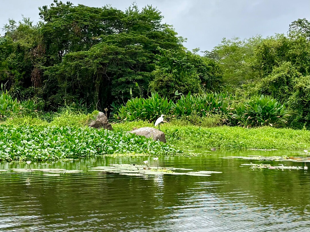 Vogels/aves