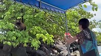 Aapje voeren/ alimentando al mono