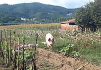 Van Rieti naar Greccio.