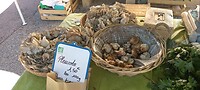 Marktje Rainans