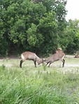 Game Drive deel 1