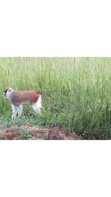 Lodge & Game Drive part 2