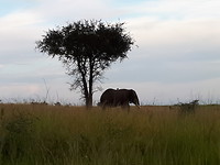Out of Africa