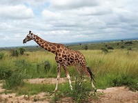 Park vol Giraffen