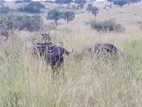 Buffalo