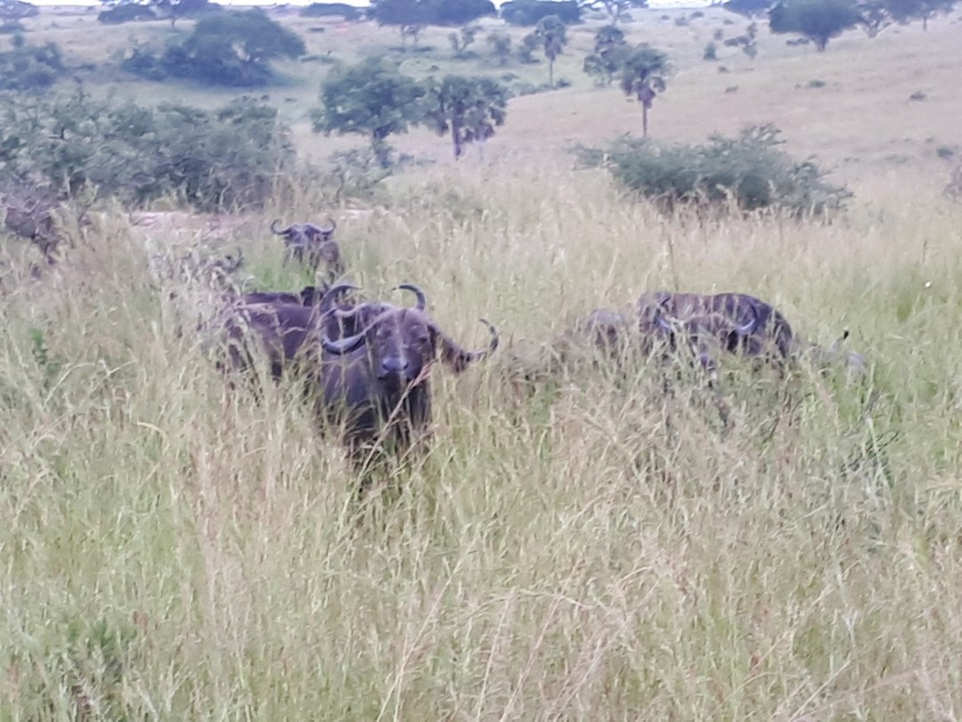 Buffalo