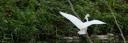 Witte reiger achter het huis