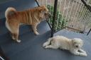 De honden hebben mooi overzicht vanaf de trap