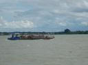 Koeientransport over de Suriname rivier