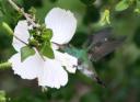 Kolibri in de tuin