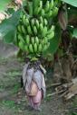 Bananenboom in onze straat