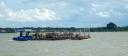 Koeientransport over de Suriname rivier