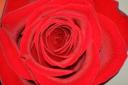 Valentijns roos