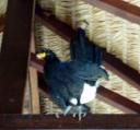 'Goudvogel'