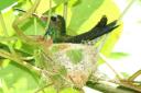 kolibri op nestje