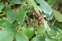 Koffiebonen