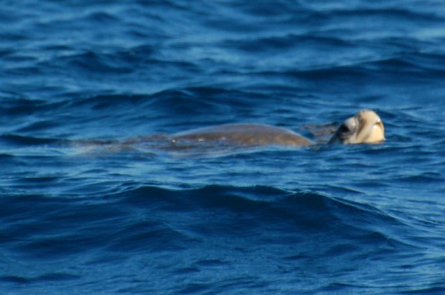 Een van de zeeschildpadden