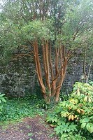 IMG_2421