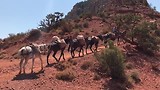 Grand Canyon muildieren