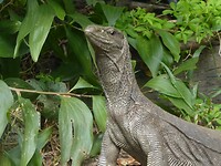 P1040620
