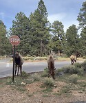 Elks