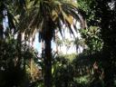 Jardin Majorelle