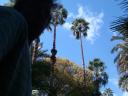 Majorelle