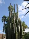 Cacti