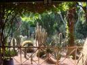 More cacti