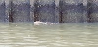 Een anaconda in Bangkok?!