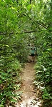 Jungle tocht